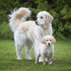 Hund Hundefutter Nassfutter Junior 810g 6 Stück -3- Anifit